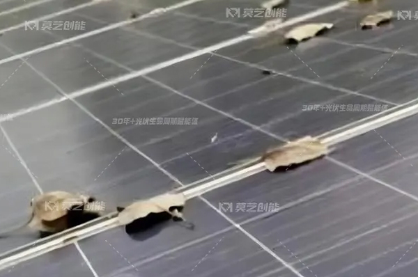 莫藝一鍵解析工商業(yè)分布式光伏電站秋季...